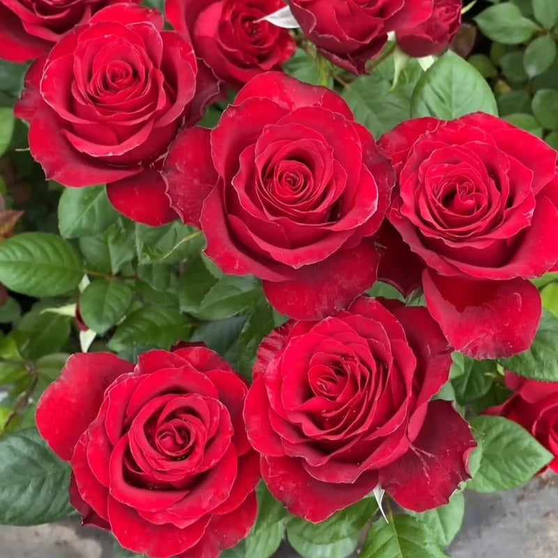 Red Rosen Layer Plateau Red Rose Plant|高原红 – Rose_Explosion