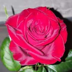 Plateau Red Rose Plant