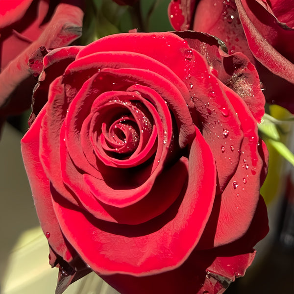 Red Roz Point Plateau Red Rose Plant|高原红 – Rose_Explosion