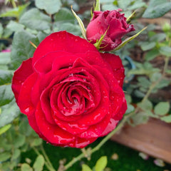 Plateau Red Rose 