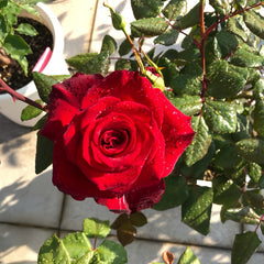 Plateau Red Rose 