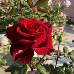 Plateau Red Rose 