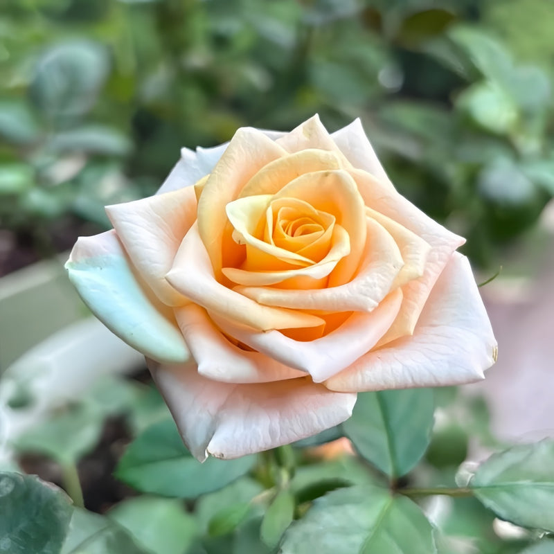 Plato Rose Plant|柏拉图