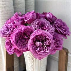 Plum Perfect Rose Plant|梅子色完美