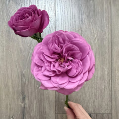 Plum Perfect Rose Plant|梅子色完美