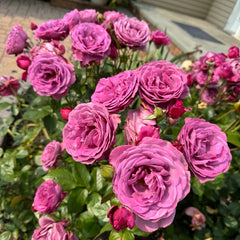 Plum Perfect Rose Plant|梅子色完美