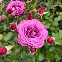 Plum Perfect Rose Plant|梅子色完美
