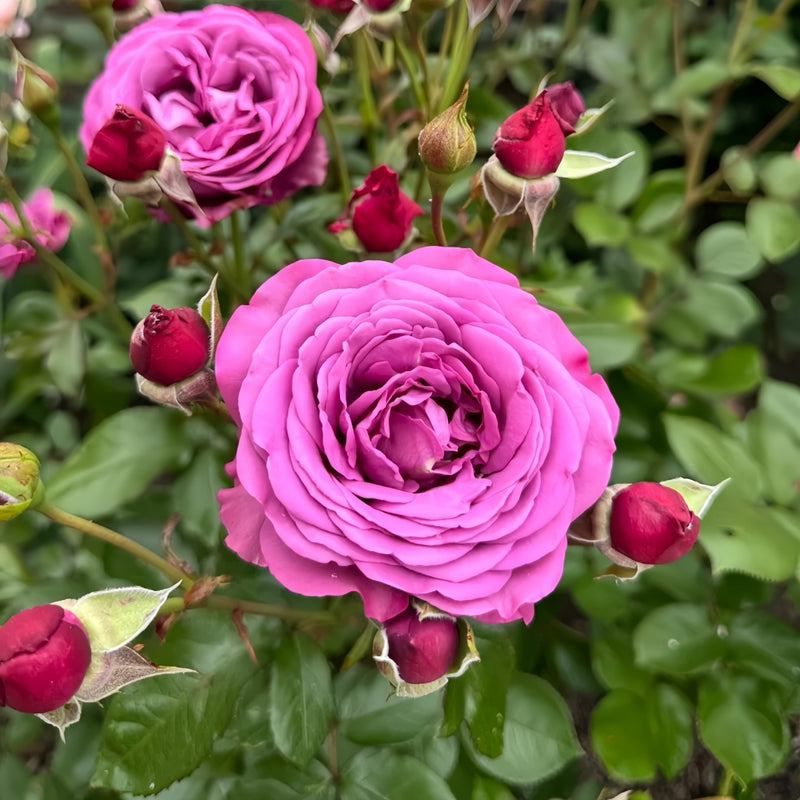 Plum Perfect Rose Plant|梅子色完美