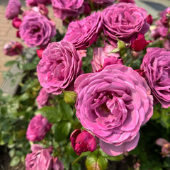 Plum Perfect Rose Plant|梅子色完美