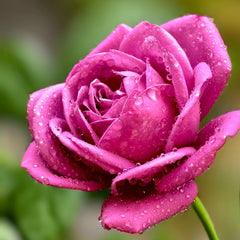Plum Perfect Rose Plant|梅子色完美