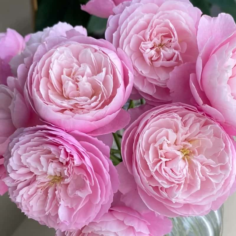 Plume Rose: Continuous Blooms with Japanese Elegance