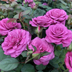 Pluto King Terrazza Rose: Regal Purple Blooms for Containers