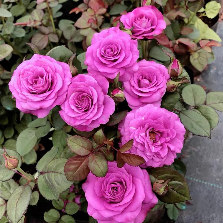 Kin Poloold Roses Pluto King Terrazza Rose: Regal Purple Blooms for Containers – Rose ...