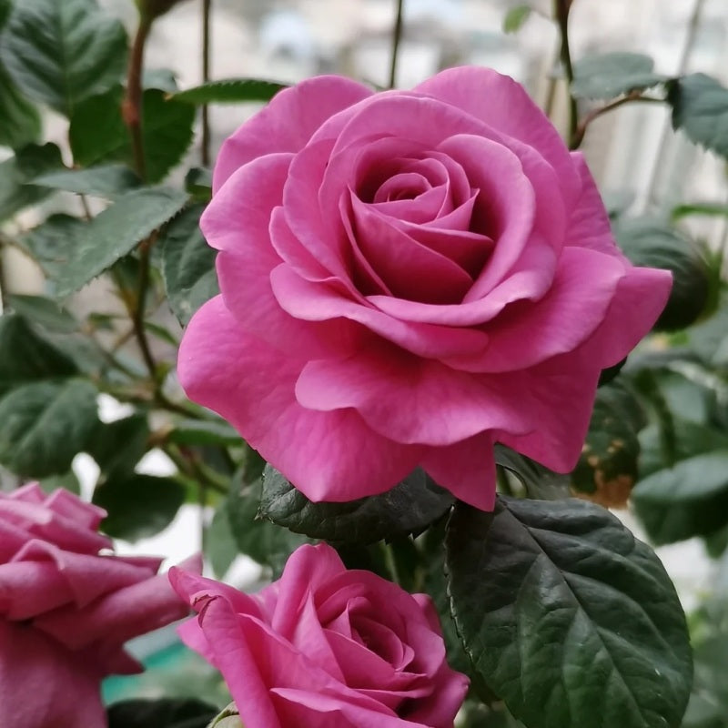 Kin Poloold Roses Pluto King Terrazza Rose: Regal Purple Blooms for Containers – Rose ...