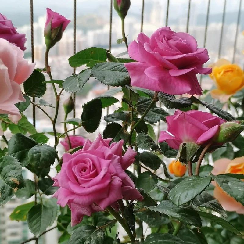 Kin Poloold Roses Pluto King Terrazza Rose: Regal Purple Blooms for Containers – Rose ...