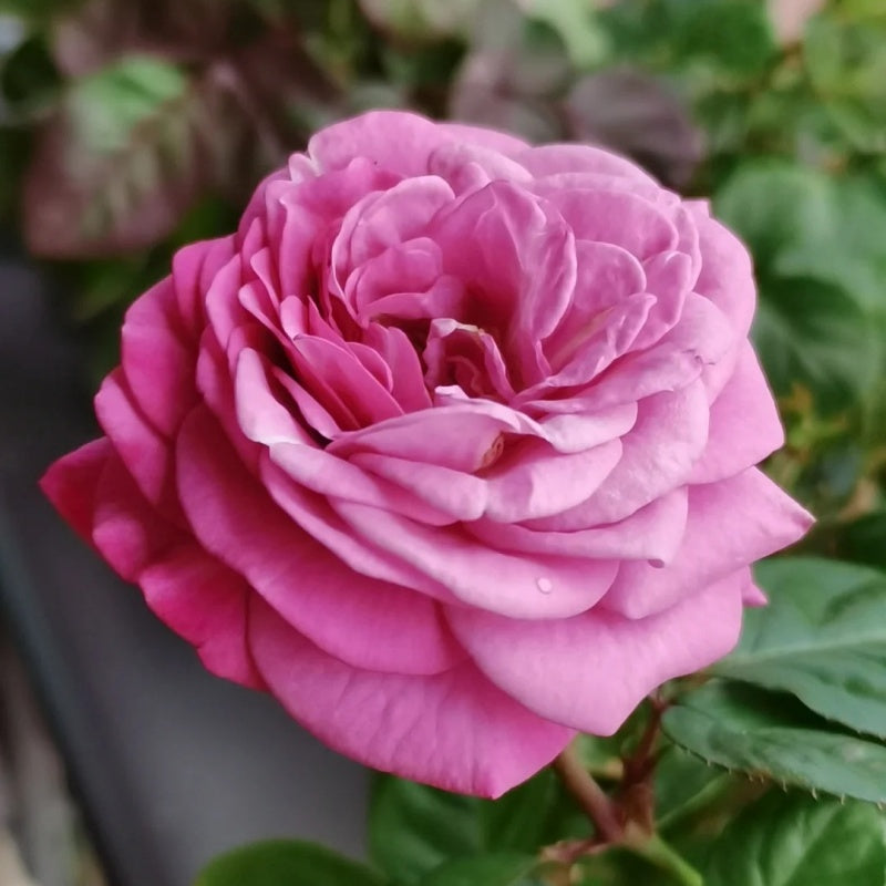 Kin Poloold Roses Pluto King Terrazza Rose: Regal Purple Blooms for Containers – Rose ...