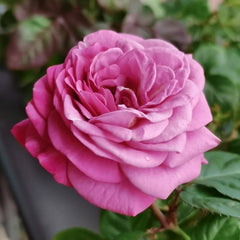 Pluto King Terrazza Rose: Regal Purple Blooms for Containers