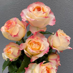 Poetica Rose
