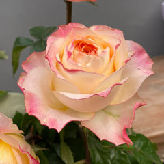 Poetica Rose