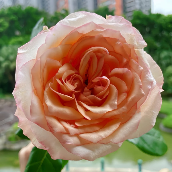 Poetica Rose