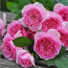 Pompadour Rose - Elegance and Fragrance for Your Garden