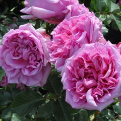 Pompadour Rose - Elegance and Fragrance for Your Garden