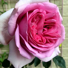 Pompadour Rose - Elegance and Fragrance for Your Garden