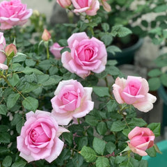 Pompadour Rose - Elegance and Fragrance for Your Garden