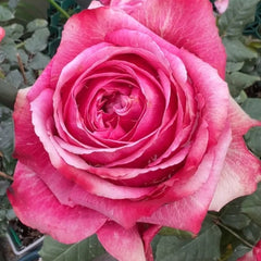 Pompidou Rose Plant