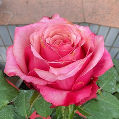 Pompidou Rose Plant