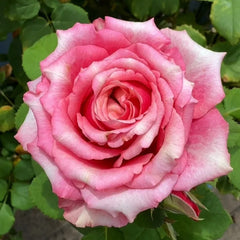Pompidou Rose Plant
