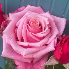 Pompidou Rose Plant
