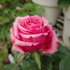 Pompidou Rose Plant