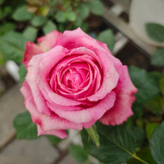 Pompidou Rose Plant
