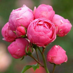 Pomponella Rose Plant