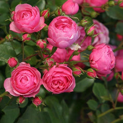 Pomponella Rose Plant