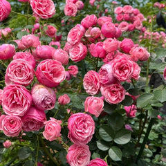 Pomponella Rose Plant