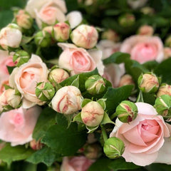 Pomponella Summerhouse Rose Plant