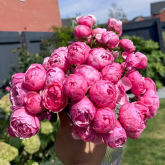 Pomponella Rose