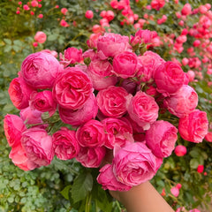 Pomponella Rose