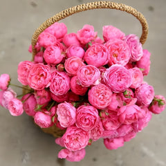 Basket filled with pink flowers on a neutral background--Pomponella Rose
