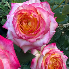 Pop Star Rose Plant