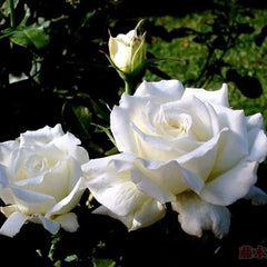 Pope John Paul II Rose Plant|保罗二世