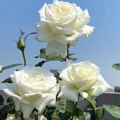 Pope John Paul II Rose Plant|保罗二世