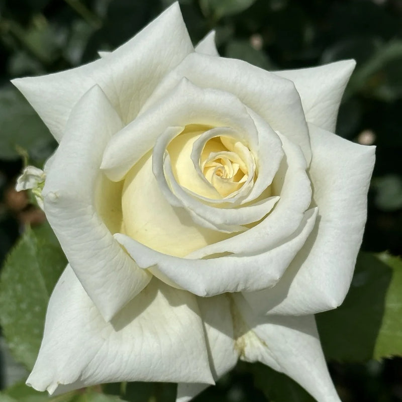 Pope John Paul II Rose Plant