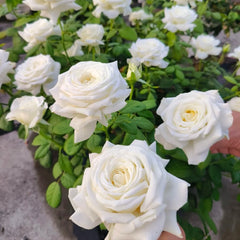 Pope John Paul II Rose Plant