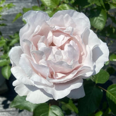 Popelka Rose Plant|伊芙灰姑娘