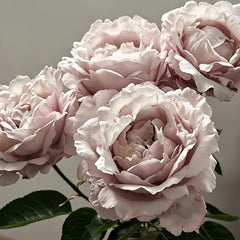 Popelka Rose Plant|伊芙灰姑娘