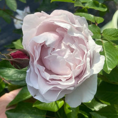 Popelka Rose Plant|伊芙灰姑娘
