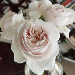 Popelka Rose Plant|伊芙灰姑娘